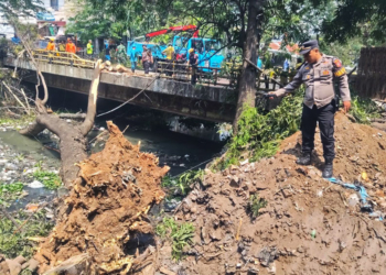 Pohon Tumbang Di Cirebon