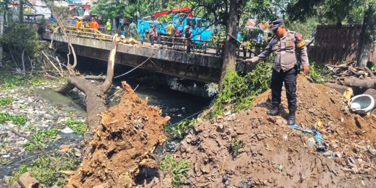 Pohon Tua Tumbang Hantam Pengendara Motor di Jalan KS Tubun Cirebon 6 Pohon Tumbang Di Cirebon