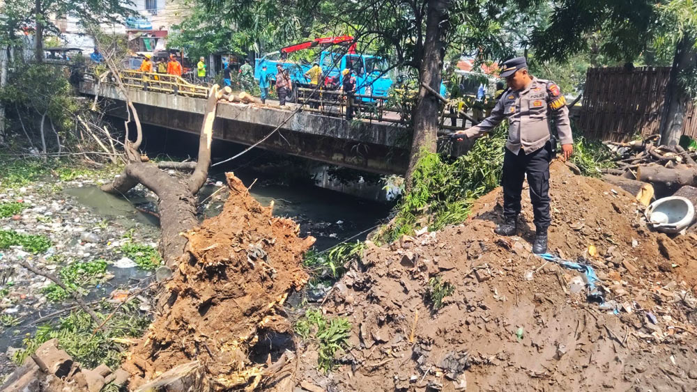 Pohon Tua Tumbang Hantam Pengendara Motor di Jalan KS Tubun Cirebon 1 Pohon Tumbang Di Cirebon