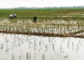 Usulan Pemkab Cirebon Tetapkan 45,65 Hektare Sawah Kp2B Disetujui