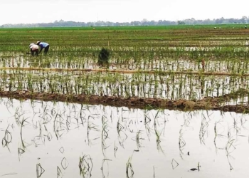 Usulan Pemkab Cirebon Tetapkan 45,65 Hektare Sawah Kp2B Disetujui
