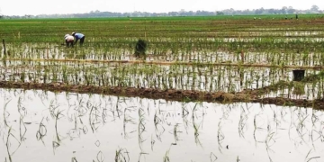 Usulan Pemkab Cirebon Tetapkan 45,65 Hektare Sawah Kp2B Disetujui