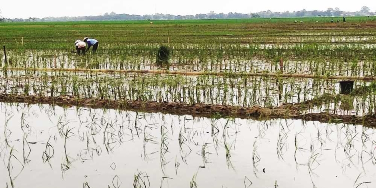 Usulan Pemkab Cirebon Tetapkan 45,65 Hektare Sawah Kp2B Disetujui