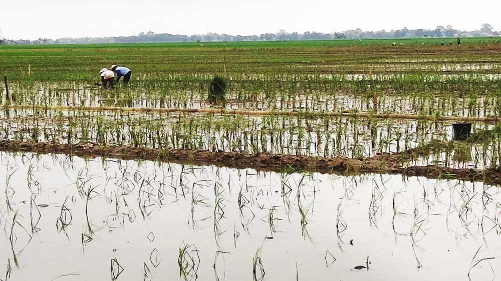 Usulan Pemkab Cirebon Tetapkan 45,65 Hektare Sawah KP2B Disetujui 1 Usulan Pemkab Cirebon Tetapkan 45,65 Hektare Sawah Kp2B Disetujui