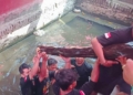 Tradisi Buyut Kayu Perbatang Di Kertawinangun.