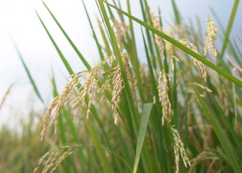 Tak Dapat Alokasi AUTP, Distan Kabupaten Cirebon Buka Peluang Bantuan Benih bagi Petani Puso 1 Bantuan Benih Di Cirebon.