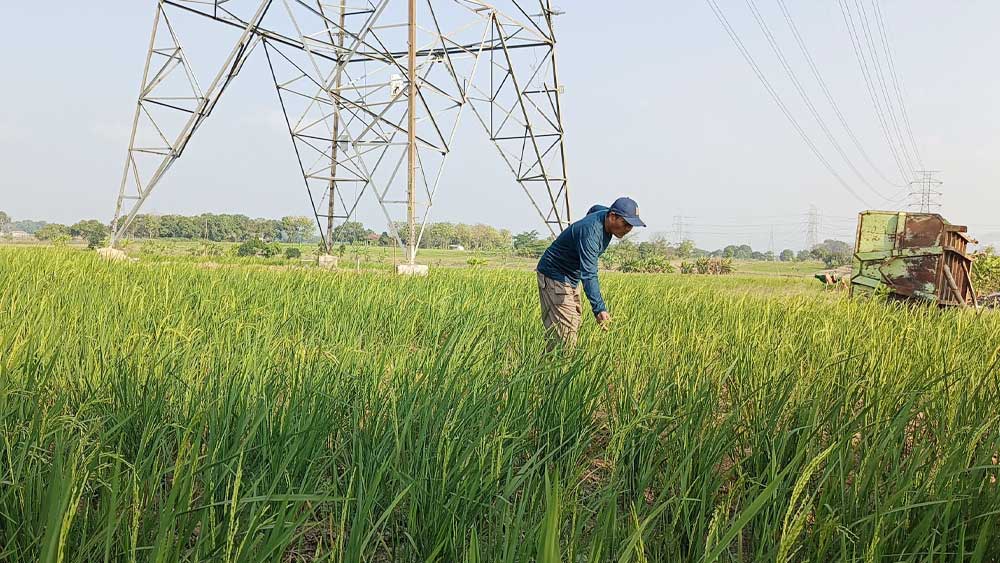 Kekeringan di Cirebon Ancam 30 Hektare Sawah Puso 4 Kekeringan Di Cirebon