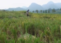Kekeringan Di Cirebon