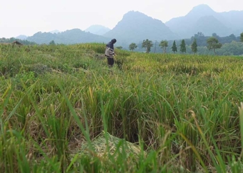 Kekeringan di Cirebon Ancam 30 Hektare Sawah Puso 1 Kekeringan Di Cirebon