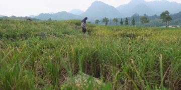 Kekeringan di Cirebon Ancam 30 Hektare Sawah Puso 7 Kekeringan Di Cirebon