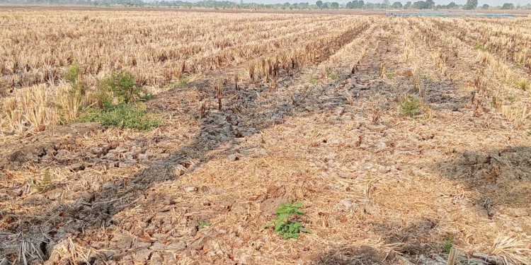 Kemarau Kian Mengancam, BPBD Kabupaten Cirebon Minta Warga Waspada, Sebulan 12 Bencana 6 Kekeringan Di Cirebon