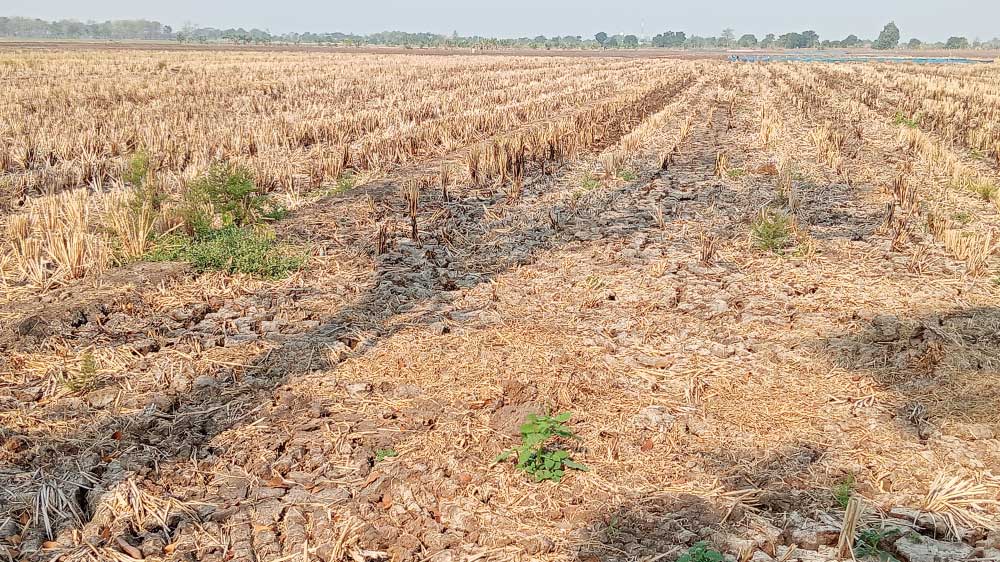 Kemarau Kian Mengancam, BPBD Kabupaten Cirebon Minta Warga Waspada, Sebulan 12 Bencana 1 Kekeringan Di Cirebon
