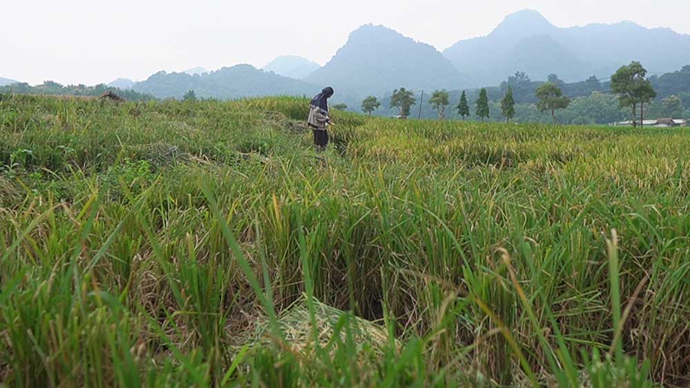 Kekeringan di Cirebon Ancam 30 Hektare Sawah Puso 1 Kekeringan Di Cirebon