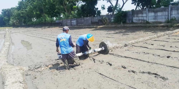 Pmaas Di Desa Cengkuang