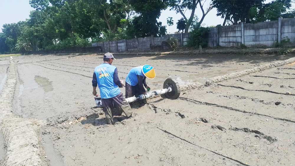 131 Hektare Sawah di Kabupaten Cirebon Terapkan Pertanian Modern 1 Pmaas Di Desa Cengkuang