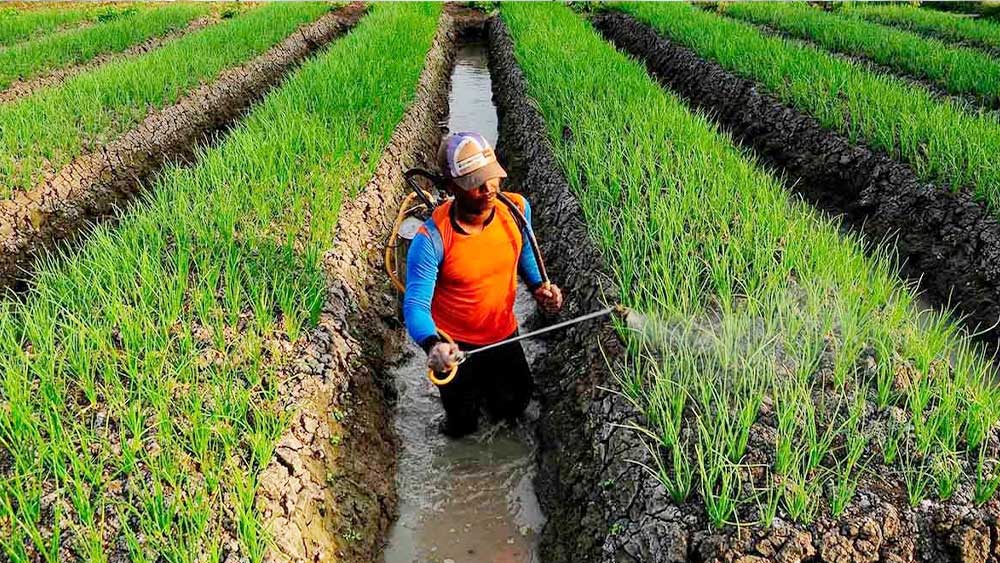 Produktivitas 16 Ton per Hektare, Pabuaran Jadi Sentra Bawang Merah Kabupaten Cirebon 1 Pertanian Bawang Merah Di Kecamatan Pabuaran, Kabupaten Cirebon.