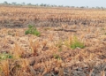 56 Hektare Sawah di Ciwaringin dan Beber Terdampak Kekeringan, Distan Kabupaten Cirebon Siapkan Intervensi 2 Kekeringan Di Kabupaten Cirebon.