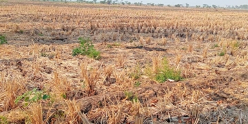 56 Hektare Sawah di Ciwaringin dan Beber Terdampak Kekeringan, Distan Kabupaten Cirebon Siapkan Intervensi 10 Kekeringan Di Kabupaten Cirebon.