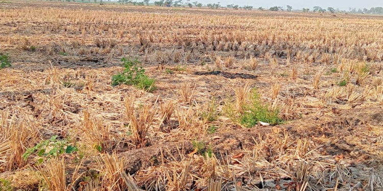 56 Hektare Sawah di Ciwaringin dan Beber Terdampak Kekeringan, Distan Kabupaten Cirebon Siapkan Intervensi 6 Kekeringan Di Kabupaten Cirebon.