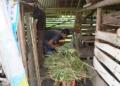 Seorang Warga Kabupaten Cirebon Tengah Memberi Makan Hewan Ternaknya.