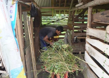 Usaha Ternak Dinilai Berpotensi Tambah Pendapatan Keluarga 1 Seorang Warga Kabupaten Cirebon Tengah Memberi Makan Hewan Ternaknya.