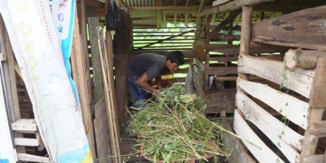 Seorang Warga Kabupaten Cirebon Tengah Memberi Makan Hewan Ternaknya.