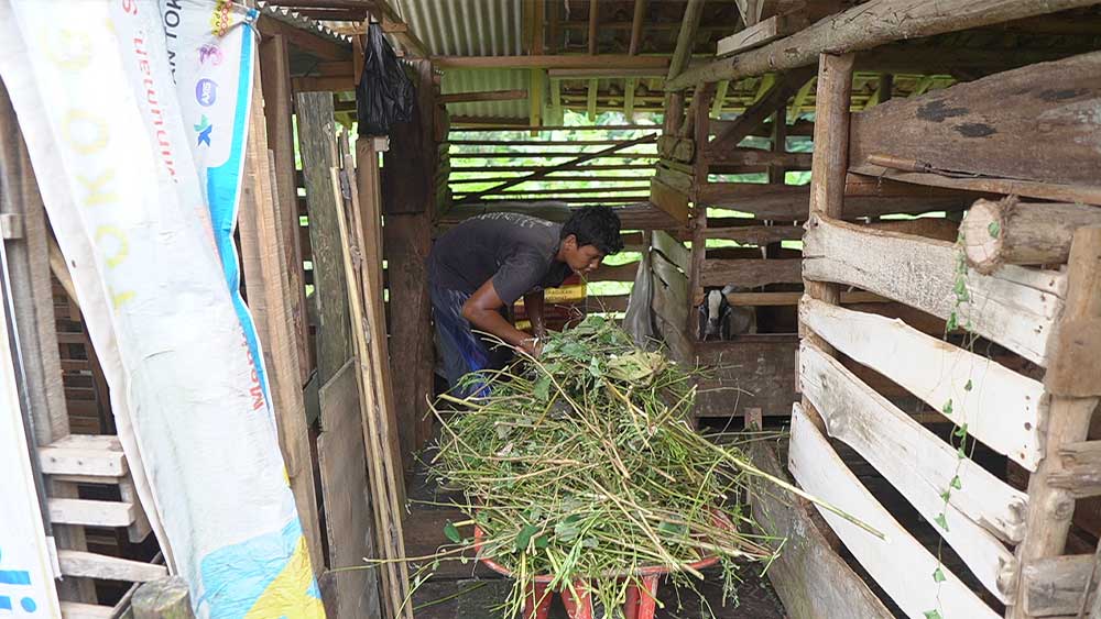 Usaha Ternak Dinilai Berpotensi Tambah Pendapatan Keluarga 1 Seorang Warga Kabupaten Cirebon Tengah Memberi Makan Hewan Ternaknya.